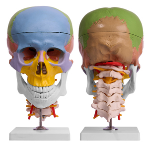 L027A Crâne de couleur modèle de science médicale avec 7 vertèbres <span class=keywords><strong>cervicales</strong></span> Anatomie étude <span class=keywords><strong>squelette</strong></span> pour la formation médicale - Product Image 1