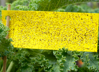 Vente directe d'usine, pièges à mouches collants en plastique jaune de différentes tailles, autocollants anti-insectes, pièges à colle pour insectes