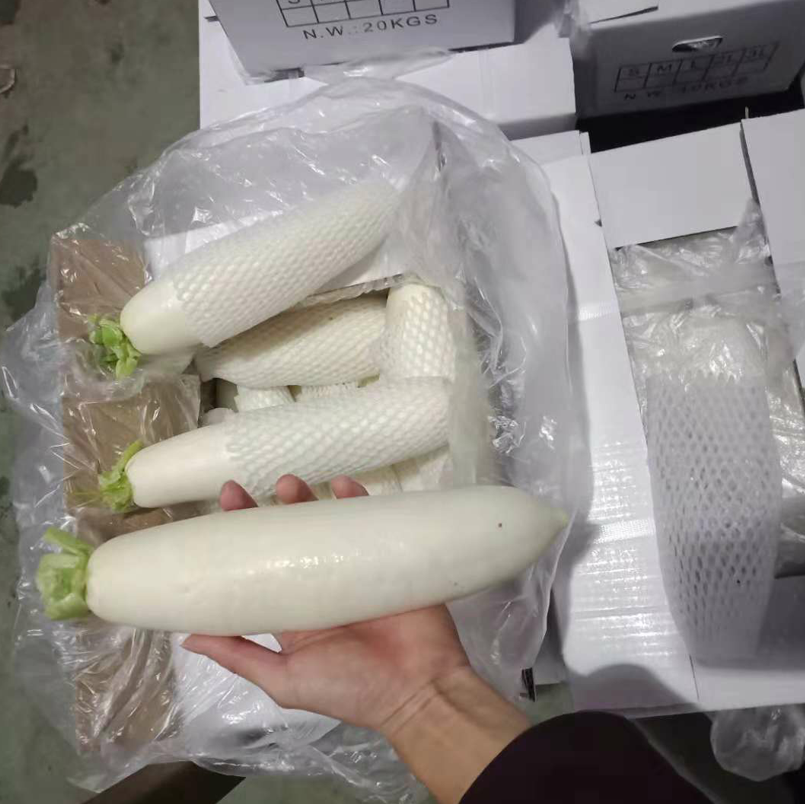 Белая Редька свежая цветная капуста нового урожая экспорт