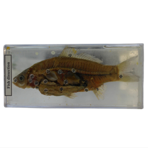 Produttori di vendita diretta di esemplari biologici marini di alta qualità per l'insegnamento e la ricerca, esemplari di pesce - Product Image 1