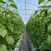 Serre multi-travées connectée aux caniveaux pour la culture commerciale de riz et de semis de céréales avec banc d'irrigation automatisé