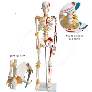Modelo de anatomía del <span class=keywords><strong>esqueleto</strong></span> humano médico FRT011, modelo de <span class=keywords><strong>esqueleto</strong></span> humano Vertical con base, modelo de <span class=keywords><strong>esqueleto</strong></span> de medio lado <span class=keywords><strong>y</strong></span> ligamento muscular - Product Image 1