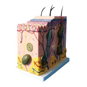 <span class=keywords><strong>70</strong></span> פעמים מוגדל אדם האנטומיה עור דגם - Product Image 1