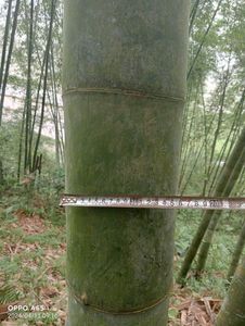 Pôles de bambou traités en gros, qualité construction, anti-termite, cannes droites pour projets hôteliers - Product Image 6