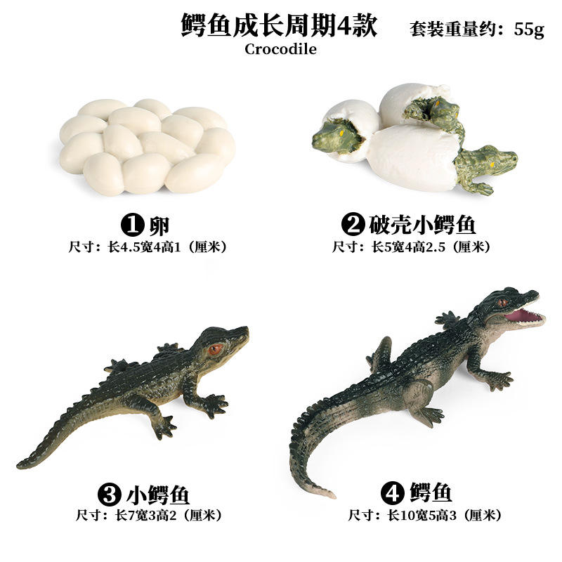 2452 Crocodile Cycle De Croissance [4 ensembles]