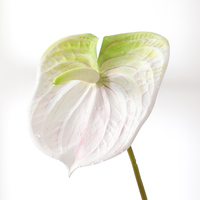 Fleur artificielle Anthurium réaliste de 63 cm, vente en gros d'usine, promotion spéciale Fête des Mères, décoration de mariage, centre de table de haute qualité