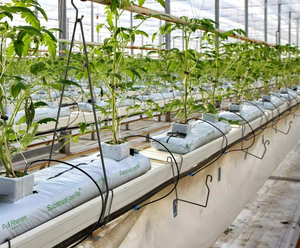 Sacs de plantation de fraises en plastique PE résistants aux UV et aux déchirures, utilisés <span class=keywords><strong>dans</strong></span> les jardins de serres - Product Image 4