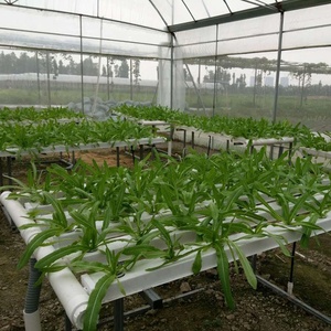 Botella <span class=keywords><strong>de</strong></span> acero utilizada para hidroponía NFT, sistema <span class=keywords><strong>de</strong></span> cultivo <span class=keywords><strong>de</strong></span> acuaponia, lechuga - Product Image 5