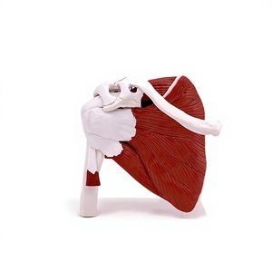 Modèle anatomique en PVC des articulations et muscles humains : structure acromio-claviculaire, acromiale, genou, coude, épaule - Product Image 5