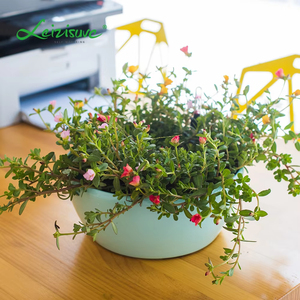 Pot de fleurs décoratif en plastique auto-arrosant en forme de bol pour plantes succulentes et herbes, idéal pour le jardin et la vente en gros - Product Image 6