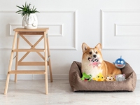 Balle élastique pour chien en peluche, double couche, résistante aux déchirures, pour nettoyer les dents molaires