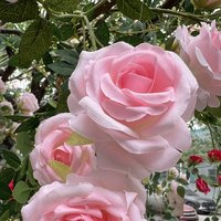 Künstlicher Roter Rosa Rosenbaum Beleuchteter Künstlicher Großer Kirschblütenbaum für Innen- und Außenbereich Themen-Events Hochzeitsdekoration