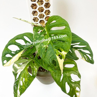 Nouvelle idée 2022 poteaux de mousse en plastique nid d'abeille plante escalade support fixe mousse colonne support tiges de support bâtons de noix de coco support