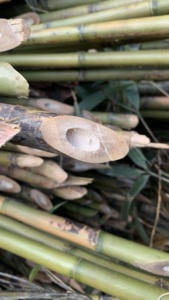 Canes de bambou Tonkin de qualité standard, simples, toutes saisons, naturelles, <span class=keywords><strong>pour</strong></span> plantes grimpantes, <span class=keywords><strong>support</strong></span> extérieur - Product Image 5