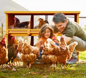 กล่องทำรังไก่6ช่องกล่องไม้สำหรับใส่ไข่เป็ดไก่ - Product Image 6