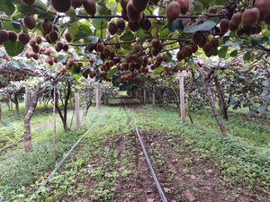 <span class=keywords><strong>Tube</strong></span> de micro-pulvérisation à débit stable DaringFish pour tuyau plat d'irrigation en jardin - Product Image 5