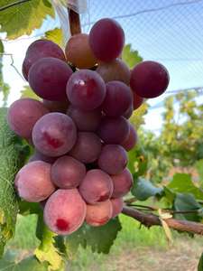 Nautral viola rosso <span class=keywords><strong>colorante</strong></span> <span class=keywords><strong>in</strong></span> <span class=keywords><strong>polvere</strong></span> di uva-pelle rossa per uso <span class=keywords><strong>alimentare</strong></span> commestibile di uva estratto di pelle <span class=keywords><strong>in</strong></span> <span class=keywords><strong>polvere</strong></span> per la vendita - Product Image 5