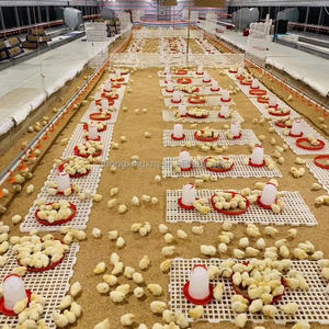 พื้นพลาสติกแบบมีร่องสำหรับเล้าไก่แบบใหม่ อายุ 1 วัน สำหรับฟาร์มเลี้ยงไก่เนื้อ รับประกัน 1 ปีสำหรับลูกไก่ - Product Image 4