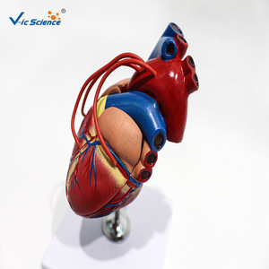 Modelo de anatomía del corazón en dos partes; herramienta de enseñanza médica para la comprensión de la estructura dividida del corazón humano. - Product Image 1