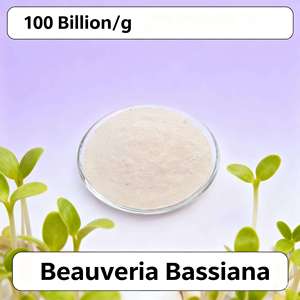 Fertilizante Microbiano con Ácido Húmico de Beauveria Bassiana de YIDA Biotech <span class=keywords><strong>para</strong></span> el Cultivo de Maíz en el Sudeste Asiático, Controla Plagas Subterráneas y Estimula el Crecimiento - Product Image 2