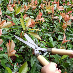 <span class=keywords><strong>Cisaille</strong></span> à tailler avec <span class=keywords><strong>manche</strong></span> en bois, outil de jardin de haute qualité livraison gratuite - Product Image 6