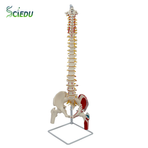 SCIEDU PVC Doğal Büyük Omurga Pelvik Kemer Modeli, Kas Kaynakları Eklemeleri, İnsan İskeleti <span class=keywords><strong>Femur</strong></span> Omurga Sinirleri ve Sakrum Modeli ile - Product Image 1