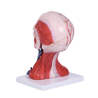 Modèle d'anatomie de la tête et du cou humains en 10 parties, avec muscles, vaisseaux et cerveau numérotés, pour l'éducation