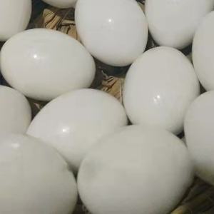 Telur Pigeon buatan yang bisa diganti dengan telor asli kualitas tinggi untuk Pigeon - Product Image 5