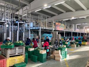 Zeland เครื่องคัดแยกผลไม้อัตโนมัติ4บรรทัดสำหรับอะโวคาโดสำหรับใช้ในอุตสาหกรรม - Product Image 3