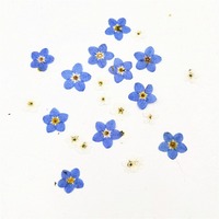 China Vacuümverpakte vergeet-mij-nietjes bloem geperste bloem telefoonhoesje artwork plant specimen gedroogde bloemen bladwijzer gezichtsverzorging