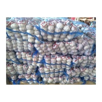 Ajos/Chine Ail rouge frais Ajo pour le marché du Chili 10kg/carton 55mm/60mm qualité d'exportation de l'ail