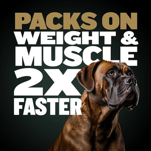 Suplemento de ganancia muscular de alta proteína para perros-Apoya el desarrollo muscular magro, masticables para construir músculos para perros - Product Image 2