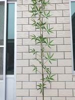 Décor à la maison réaliste plantes artificielles de haute qualité fausses plantes de bonsaï arbre de bambou artificiel d'intérieur