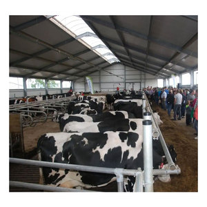 Establo Prefabricado para Vacas Lecheras a Bajo <span class=keywords><strong>Precio</strong></span>, Construcción de Granjas para Ganado - Product Image 6