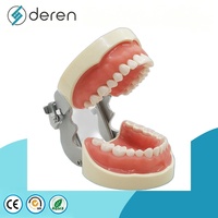Modèle de dents anatomiques en gros, aspect réaliste, pour la formation scolaire et l'affichage éducatif