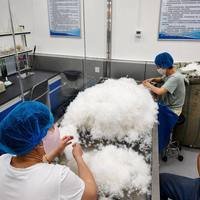 90% du duvet de canard de caille d'élevage d'origine Hebei, matériau de rembourrage en grappes de grande taille, haute capacité de gonflage, certifié RDS, fournisseur grossiste