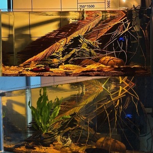 Jeneca Accessoires d'aquarium en bois naturel Terminalia Indian Amande Feuille d'<span class=keywords><strong>olivier</strong></span> Fish Tank Paysage Lit de feuilles en bois respectueux des poissons - Product Image 6