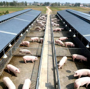 מבנה פלדה ז'יליאן, עיצוב תעשייתי מודרני, מבנה פלדה טרומי, מחסני גידול, לולי תרנגולות, לולי עופות - Product Image 2