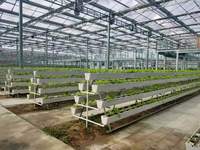 Serre agricole en verre commercial avec système hydroponique pour les légumes, projet clé en main