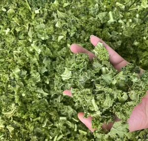 Freeze Dried Kale Rich in Vitamins Minerals Green Superfood Crispy <strong>Vegetable</strong> for Smoothies Salad Baking Bulk Wholesale Supply - Product Image 2