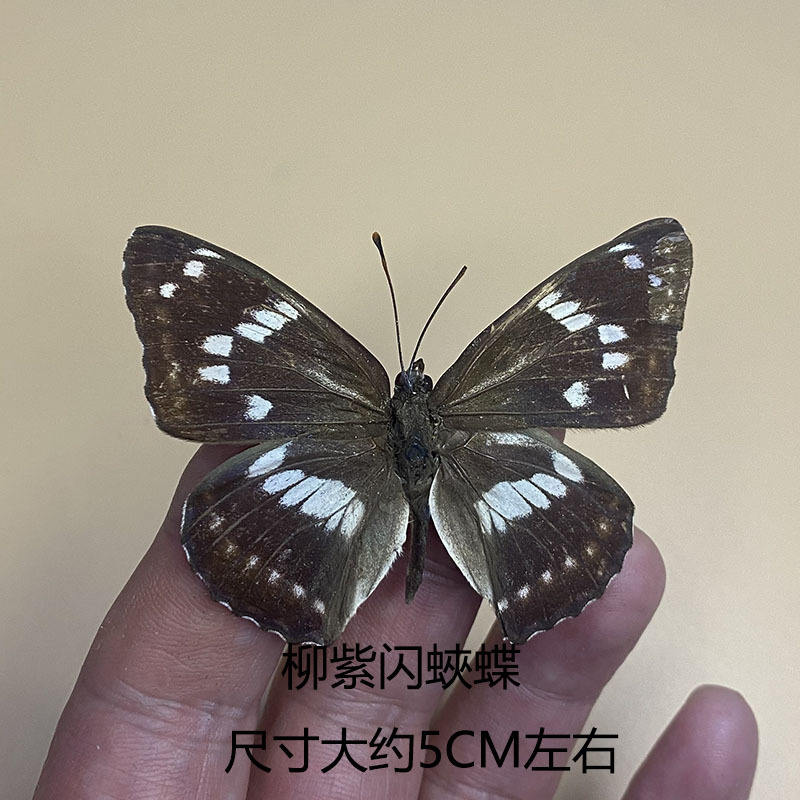 Willow purple butterfly-a déployé ses ailes