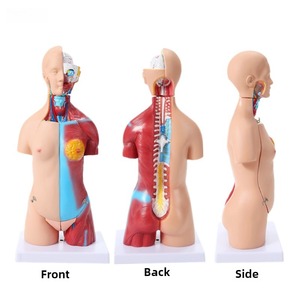 <span class=keywords><strong>Di</strong></span> alta qualità 45 cm busto neutro del corpo umano modello con 23 parti per la scienza medica <span class=keywords><strong>formazione</strong></span> <span class=keywords><strong>di</strong></span> <span class=keywords><strong>formazione</strong></span> <span class=keywords><strong>e</strong></span> visualizzazione - Product Image 6