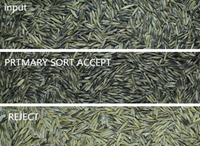 2000 Kg/h Pérou Quinoa Trieuse Optique Couleur CCD Trieuse Machine Trieuse pour Grains Andins