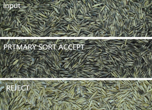 2000 Kg/h Pérou Quinoa Trieuse Optique Couleur CCD Trieuse Machine Trieuse pour Grains Andins - Product Image 6