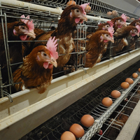 Équipement entièrement automatique de type A, cage à poules pondeuses à 4 niveaux pour 128 oiseaux, pour entreprise d'élevage avicole commercial