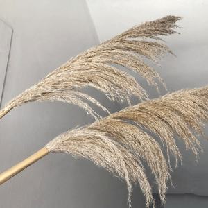 A-563 naturel pampa longue branche grande plume pampa duveteux herbe de pampa séchée - Product Image 5