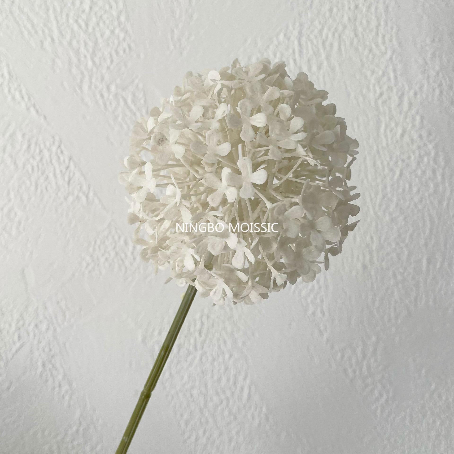 White onion bulb