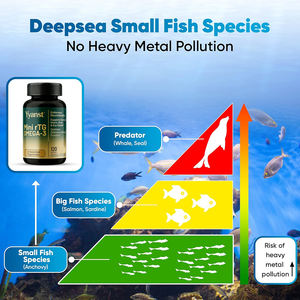 มินิอาร์ทีจี โอเมก้า-3 และไตรกลีเซอไรด์รีเอสเทอริฟายด์คุณภาพสูง ช่วยบำรุงข้อต่อให้แข็งแรง บำรุงสมองให้แข็งแรงในรูปแบบซอฟเจล - Product Image 4