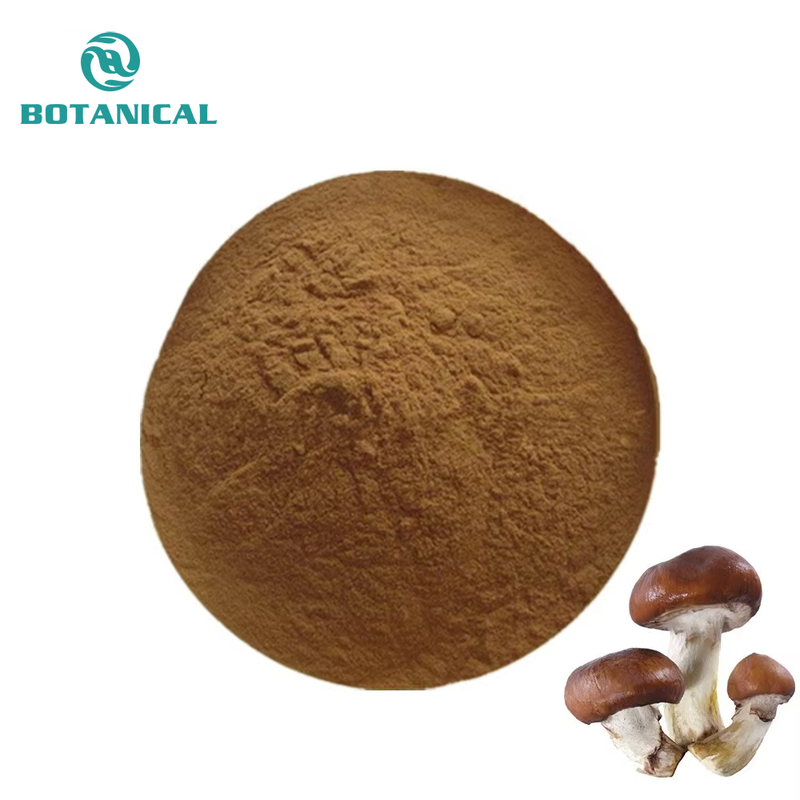 B C I Supply Lentinus Edodes