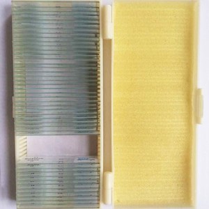 Lames microscopiques de qualité industrielle pour les écoles primaires et secondaires ; sections longitudinales de graines de maïs ; sections de plantes et d'animaux - Product Image 1